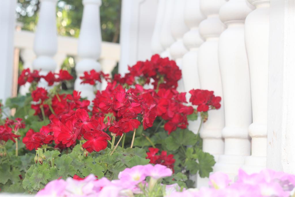 Villa Alla Bed&Breakfast Herceg Novi Esterno foto